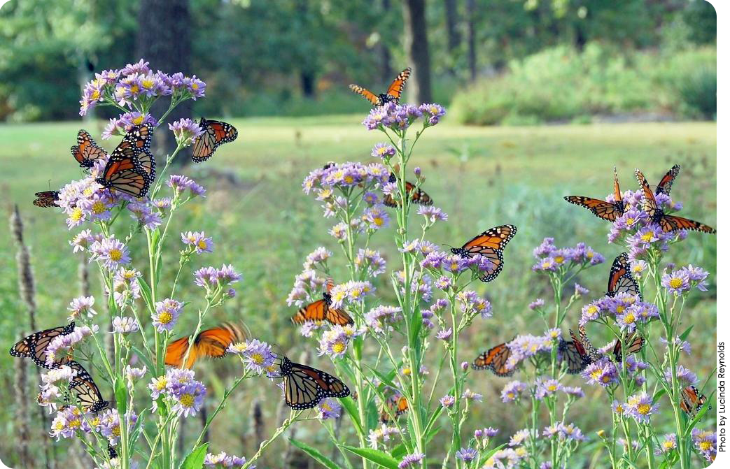 monarchs